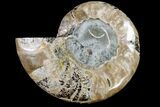 Cut & Polished Ammonite Fossil (Half) - Agate Replaced #146202-1